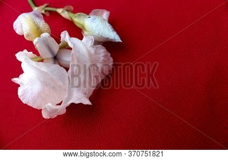 White Irises On A Red Background. Frame Of Fresh Blue And White Flowers Isolated On A Red Background