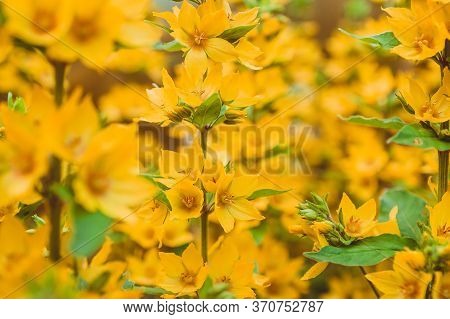 The Flowers Are Yellow Lungwort In The Garden. Pulmonary Blooms In July In Russia