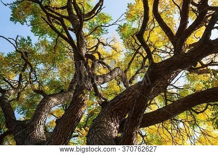 Leaves With Autumn Colors Of The Gymnocladus Dioicus Tree
