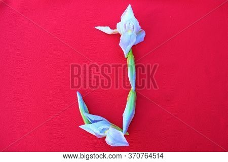 Letter J Of Iris Flowers On A Red Background. Spring Concept. Flat Lay. Floral Letters Of The Alphab