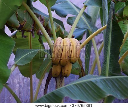 Closeup Of Bunch Of Bananas Hanging On The Banana Tree.