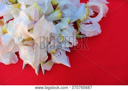 White Irises On A Red Background. Frame Of Fresh Blue And White Flowers Isolated On A Red Background