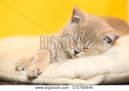 A Small Smoky Kitten Of The British Shorthair Breed Sleeps On A Knitted Woolen Mat. Selective Focus