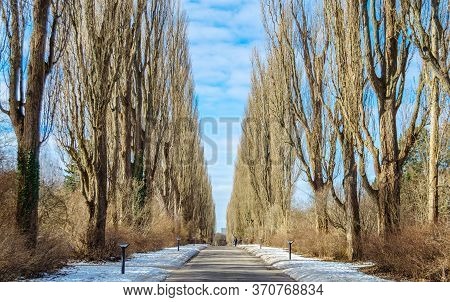 Avenue With Tall Trees In Bispebjerg Cemetery In Copenhagen Denmark