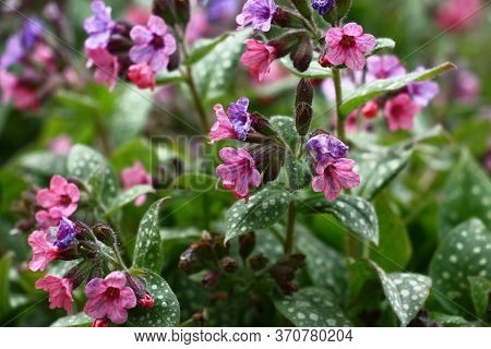 In A Garden Has Expanded And Blossoms Small Flowers Pulmonaria Saccharata.