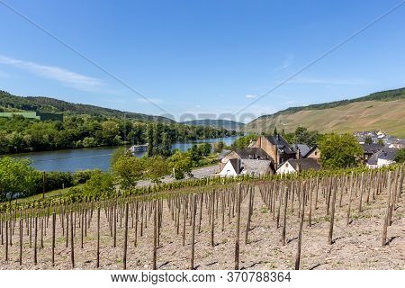 Newly Planted Vineyard With Wooden Posts Nearby The Village Graach On River Moselle