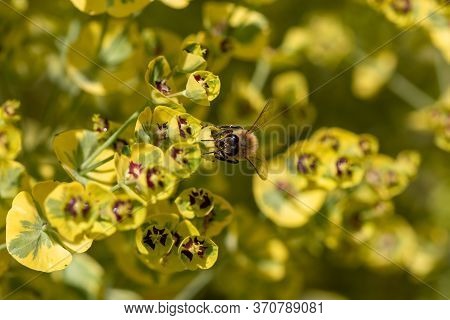 Close-up Of Bee Sitting On Blossom Of Euphorbia Plant