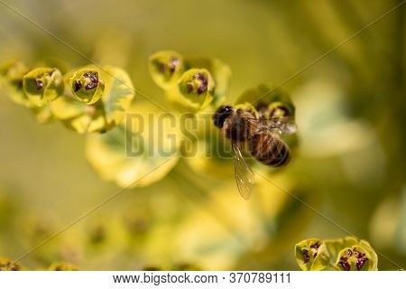 Close-up Of Bee Sitting On Blossom Of Euphorbia Plant