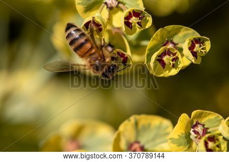 Close-up Of Bee Sitting On Blossom Of Euphorbia Plant
