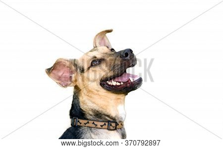 An Excited German Sheppard Dog With His Mouth Open Isolated On White