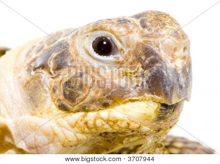 Testudo Horsfieldi