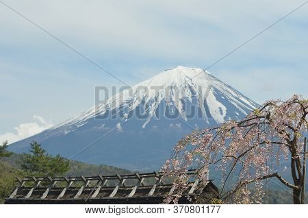 A Cherry Blossom Tree Covered In Pink Flowers Droops Over The Latice Work Of A Wooden Roof Waiting T