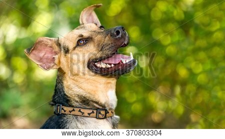 A German Sheppard Dog Is Outdoors Happy With Excitement