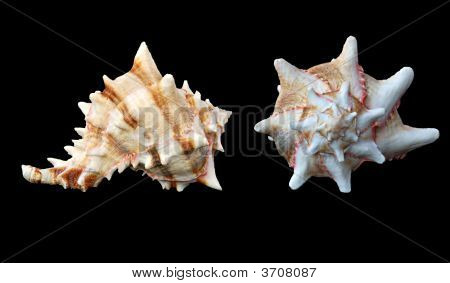 Muslingeskaller på sort baggrund