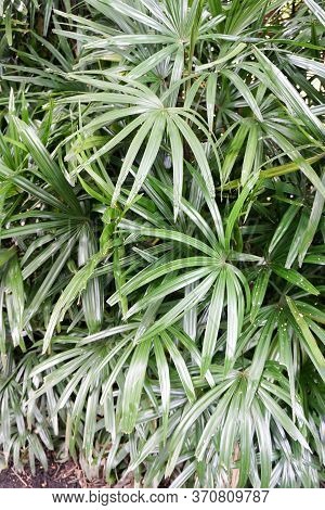 Fresh Green Rhapis Excelsa Plant In Nature Garden