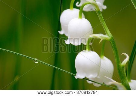 Lilies Of The Valley In Early Spring. Glade Of Lilies Of The Valley In The Forest. White Lilies Of T