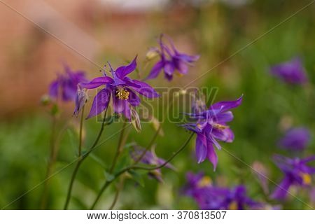 Blooming Blue Columbine Flowers In The Garned Soft Focus.