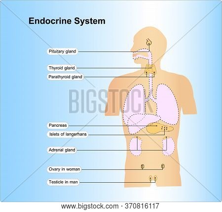 Endocrine System.human Anatomy. Human Silhouette With Highlighted Internal Organs.