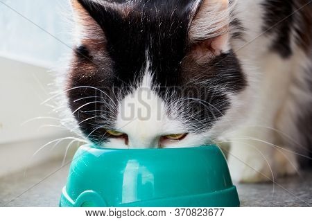 Cute Young Black And White Cat Eating Food Fromm Green Plate Near Glass Of The Window In The Room.