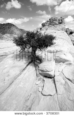 Close Up sulle rocce con un piccolo albero - bianco e nero