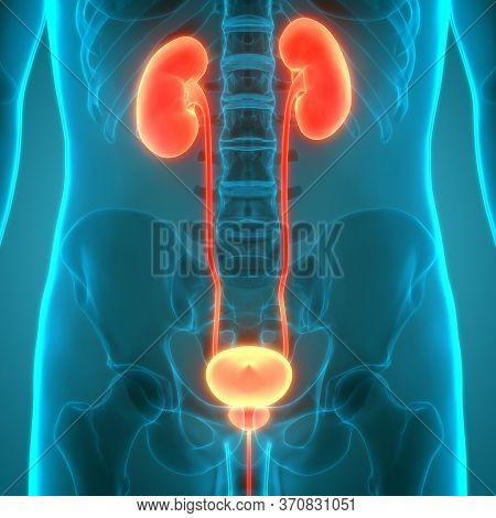 3d Illustration Concept Of Human Urinary System Kidneys With Bladder Anatomy