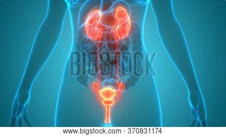 3d Illustration Concept Of Female Reproductive System With Nervous System And Urinary Bladder Anatom