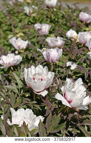 Paeonia Rockii Is Cultivated As An Ornamental Plant In Asia And The West.  It Is Used As An Herbal R