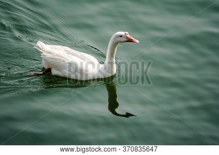 Ducks Swimming In The Water In Beautiful Bhimtal Lake Of Nainital Uttarakhand