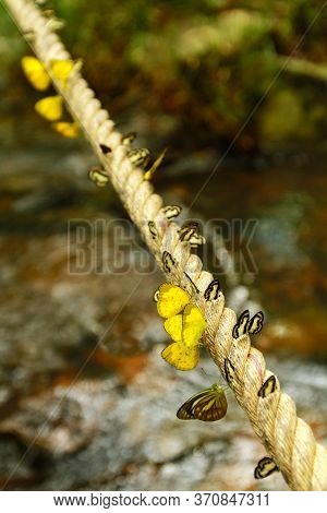 Many Yellow Butterfly On The Long Rope With Waterfall Background. Beautiful Insect  (amathusiidae)