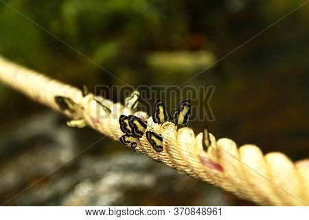 Many Black And White Butterfly On The Long Rope With Waterfall Background (amathusiidae)