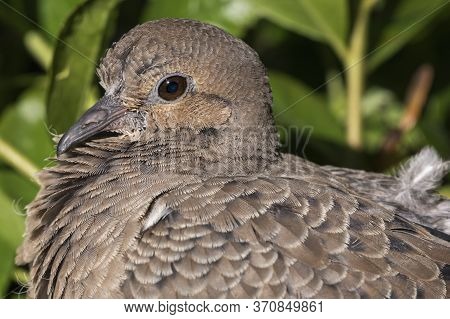 Young Mourning Dove Head Close Up With The Background Of Leaves