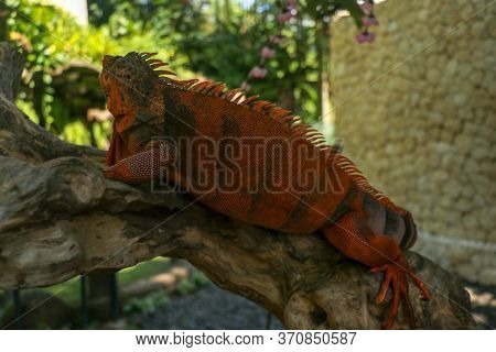 Full Body Side View Of Red Iguana. Red Iguana Climbing On Branch. Macro Photo Of Large Iguana Iguana
