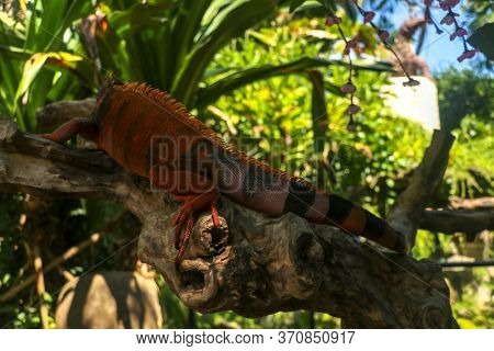 Full Body Side View Of Red Iguana. Red Iguana Climbing On Branch. Macro Photo Of Large Iguana Iguana