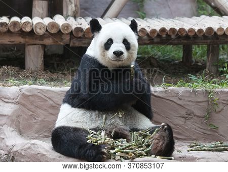 Famous Chinese Tourist Symbol And Attraction - Giant Panda Bear Eating Bamboo. It Is A Bear Native T