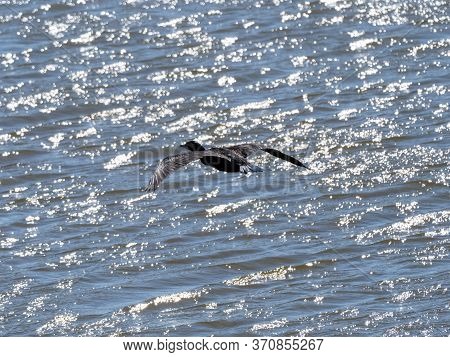 A Black Japanese Cormorant, Phalacrocorax Capillatus, Flies Along The Surface Of The Sakai River Nea
