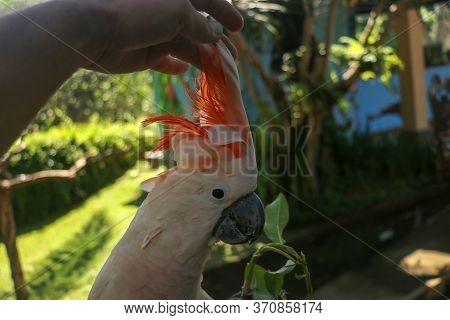 Man Hand Touching Beautiful Specimen Of Coockatoo. Cute Cacatua Moluccensis Standing On A Branch Of 