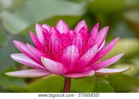 Pink Water Lily Flower, Nymphaea Lotus, On Green Leaves Background. Nymphaea Sp. Hort., In The Pond