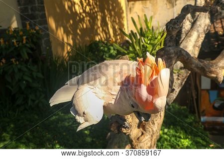 Beautiful Salmon-crested Cockatoo Sitting On Dry Branch At Bali Bird Park Zoo. Moluccan Cockatoo, Ca