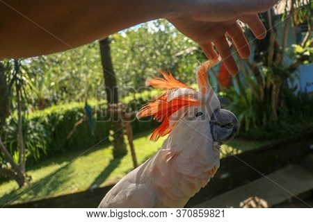 Man Hand Touching Beautiful Specimen Of Coockatoo. Cute Cacatua Moluccensis Standing On A Branch Of 