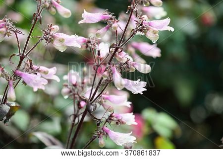 Close Up Of Penstemon Covered In Morning Dew, Growing A Sunny Flower Garden Border. Plant Has Pink F