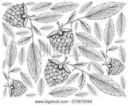 Berry Fruits, Illustration Wall-paper Of Hand Drawn Sketch Delicious Fresh Golden Raspberries Or Rub
