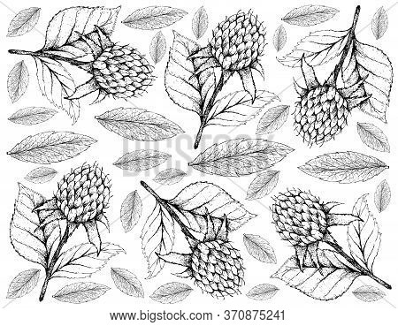 Berry Fruits, Illustration Wall-paper Of Hand Drawn Sketch Delicious Fresh Korean Black Raspberries 