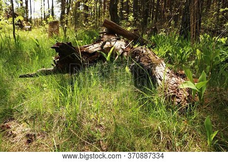 Old Fallen Tree In The Forest On A Background Of Young Beautiful Green Grass.