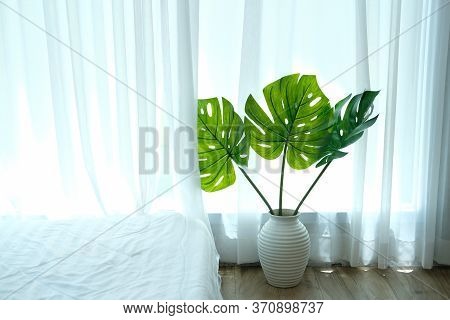 Monstera Plant In Ceramic Vase Beside See Through Sheer Window Curtain.