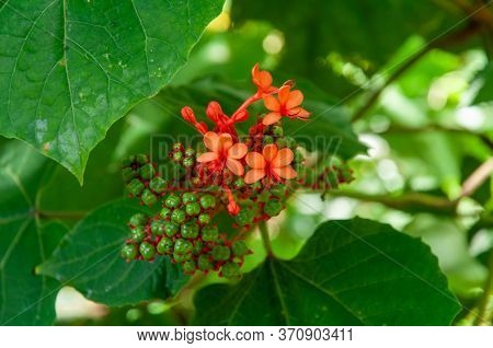 A Beautiful Red Tropical Flower, Pagoda-flower (clerodendrum Paniculatum). Seychelles.