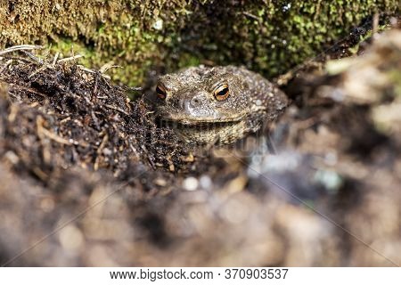 Portrait Of The Head Of A Toad In A Forest