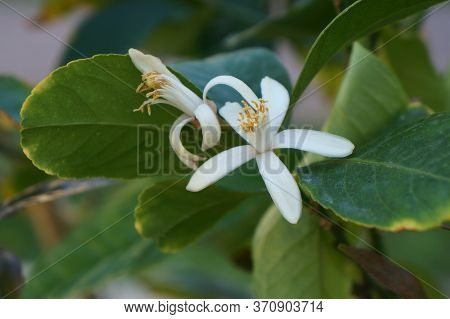 Bitter Orange Blossom, Selective Focus On The Flower