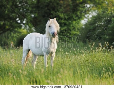 A Grey Pony Stands In Long Summer Grass.