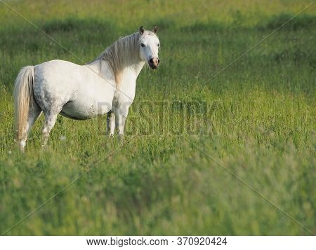 A Grey Pony Stands In Long Summer Grass.