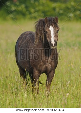 A Welsh Pony Stands In A Summer Meadow Of Very Long Grass.
